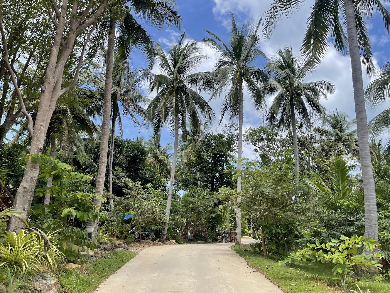 ផ្លូវដែលលាក់ដោយដើមដូងនៅកោះទទឹង